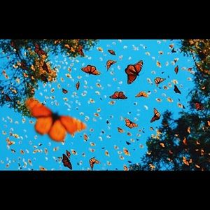 Meet your Posher, Ava